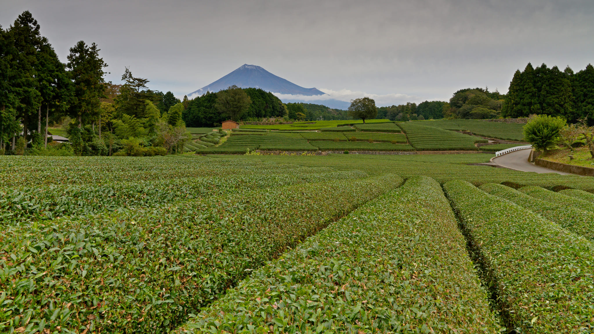 03-Mt Fuji (33) Obuchi Sasaba.jpg